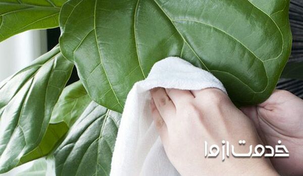 استفاده از دستمال مرطوب برای تمیز کردن گیاهان آپارتمانی 